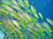 Yellow snapper. Raja Ampat. Indonesia.