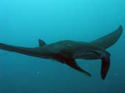 Manta ray. Manta Point dive site, Raja Ampat. Indonesia.