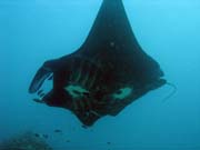Manta ray. Manta Point dive site, Raja Ampat. Indonesia.