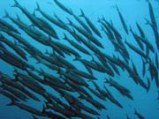 Group of Barracudas. Raja Ampat. Indonesia.