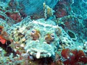 Crocodilefish. Raja Ampat. Indonesia.
