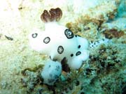 Nudibranch. Raja Ampat. Indonesia.