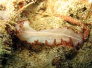 Flatworm. Raja Ampat. Indonesia.
