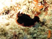 Flatworm. Raja Ampat. Indonesia.