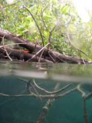 Mangroves. The Passage dive sites, Raja Ampat. Indonesia.