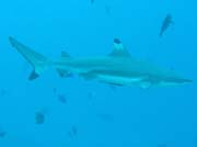 Blacktip reef shark. Raja Ampat. Indonesia.