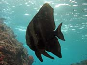 Juvenile Batfish. Raja Ampat. Indonesia.