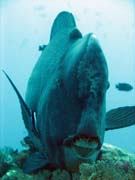 Green humphead parrotfish (bumphead parrotfish). Raja Ampat. Indonesia.