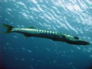 Barracuda. Raja Ampat. Indonesia.