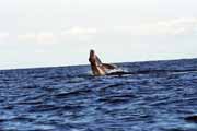 Whale, Ile Sainte Marie island. Madagascar.