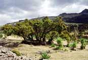 Simien mountains. North,  Ethiopia.