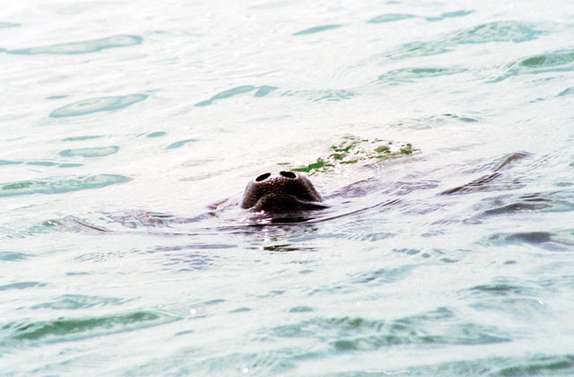 Manatee, Caye Caulker. Belize.