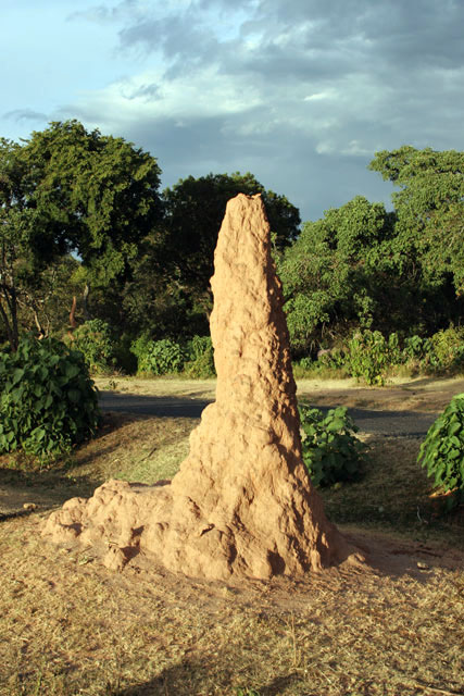 Termits on the way to Yabelo. South,  Ethiopia.