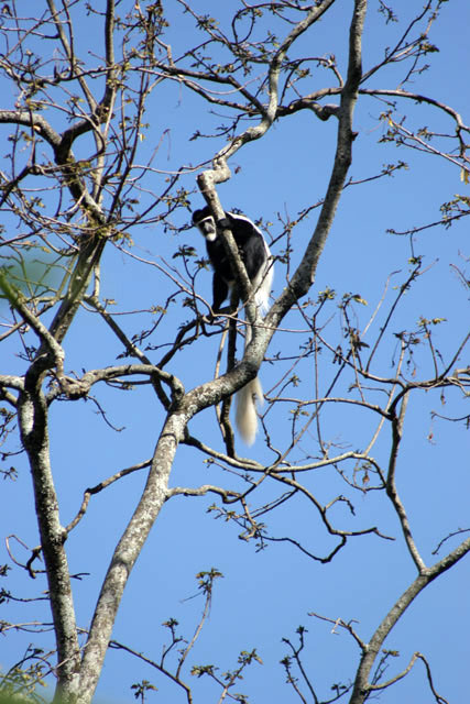 Monkey, Wondogenet. South,  Ethiopia.
