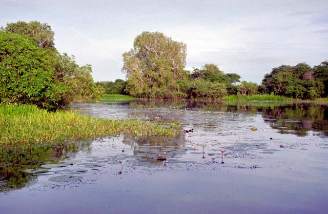 Yellow Water river. Kakadu National park. Australia.