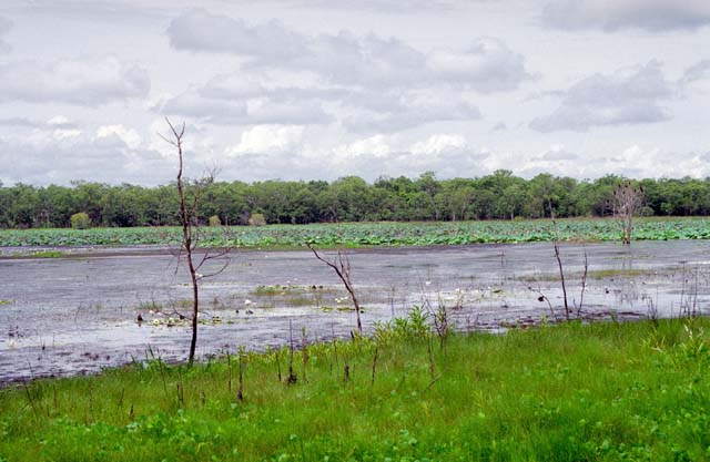 Yellow Water river. Kakadu National park. Australia.