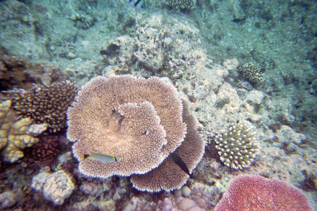 Corals at Great Barrier Reef. Australia.