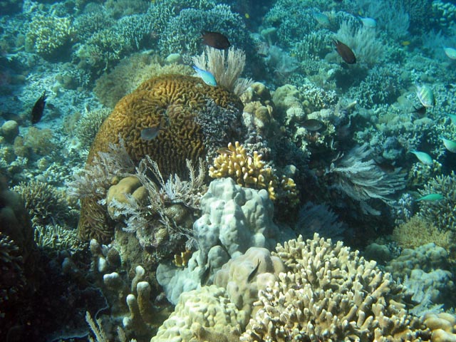 Diving around Bunaken island, Timur dive site. Sulawesi,  Indonesia.