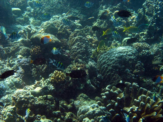 Diving around Bunaken island, Lekuan I dive site. Sulawesi,  Indonesia.