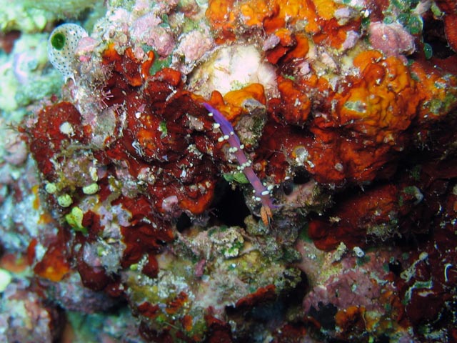 Diving around Bunaken island, Mandolin dive site. Sulawesi,  Indonesia.