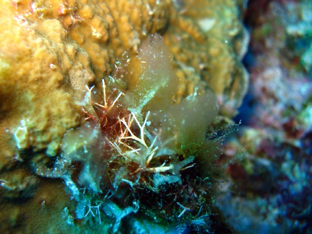 Diving around Togian islands, Kadidiri, Dominic Rock dive site. Sulawesi,  Indonesia.