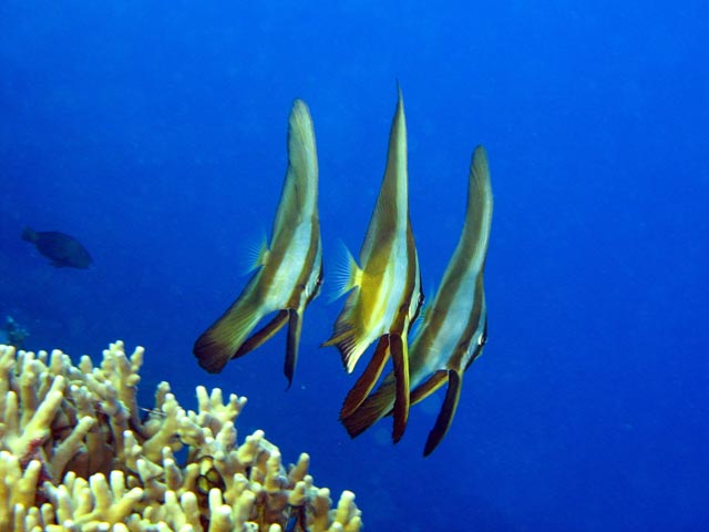 Bannerfish. Diving around Togian islands, Kadidiri, Taipai island dive site. Sulawesi,  Indonesia.