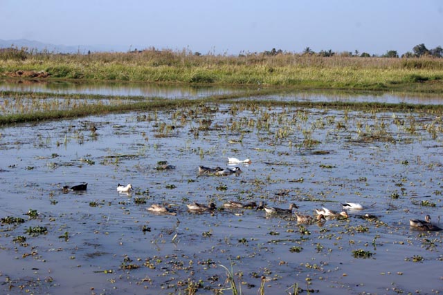 Rice fields around Inle Lake. Myanmar (Burma).