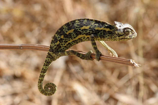 Chameleon. Cameroon.