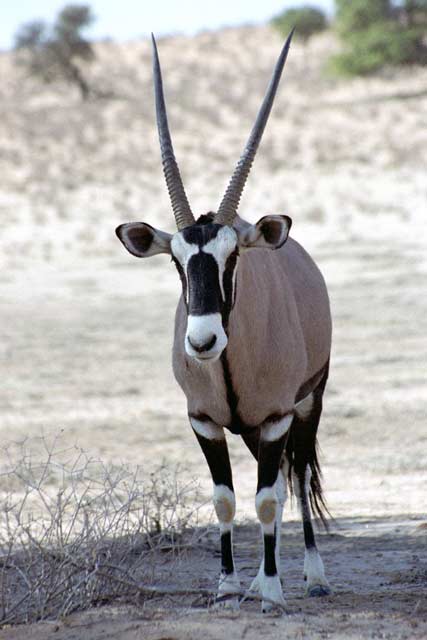 Gemsbok, Kalahari Gemsbok National Park. South Africa.