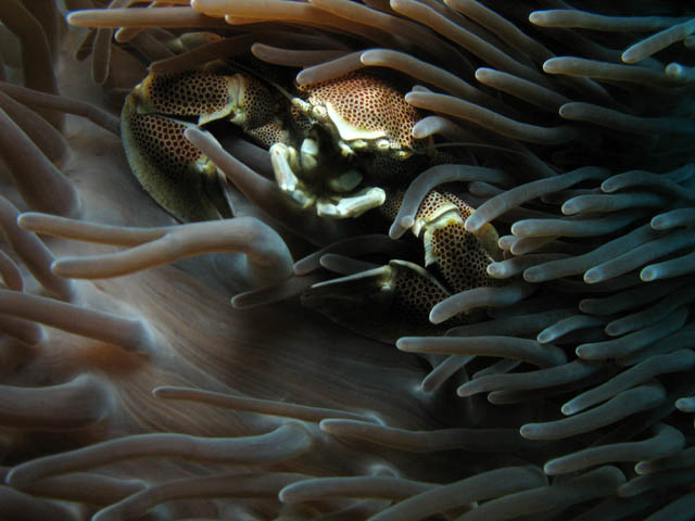 Anemone Crab inside Anemone - group of Porcelain crab (Porcellanidae). Richelieu Rock dive site. Thailand.