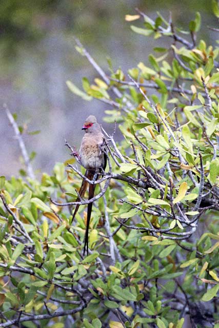 Livingstone's Lourie, Hluhluve-Umfolozi National park. South Africa.