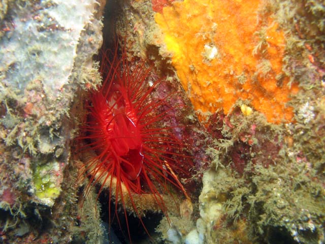 Flaming scallop (sometimes called Electrical clam shell), Lembeh dive sites. Sulawesi,  Indonesia.