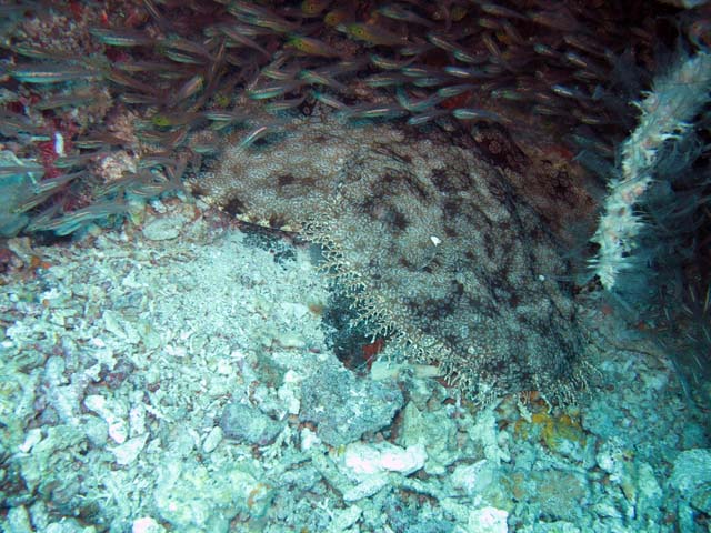 Wobbegong shark. Raja Ampat. Papua,  Indonesia.