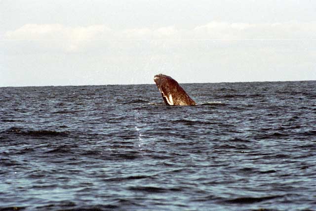 Whale, Ile Sainte Marie island. Madagascar.