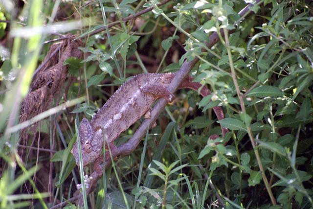 Chameleon, Tsiribihina river area. Madagascar.